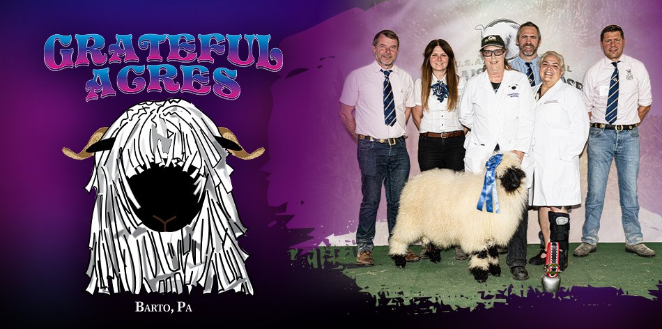 Grateful Acres Valais Sheep and Kune Kune Pigs