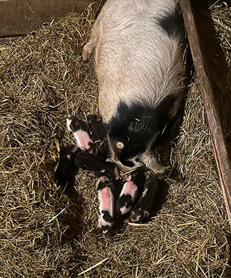 Kune Kune Pig Litter